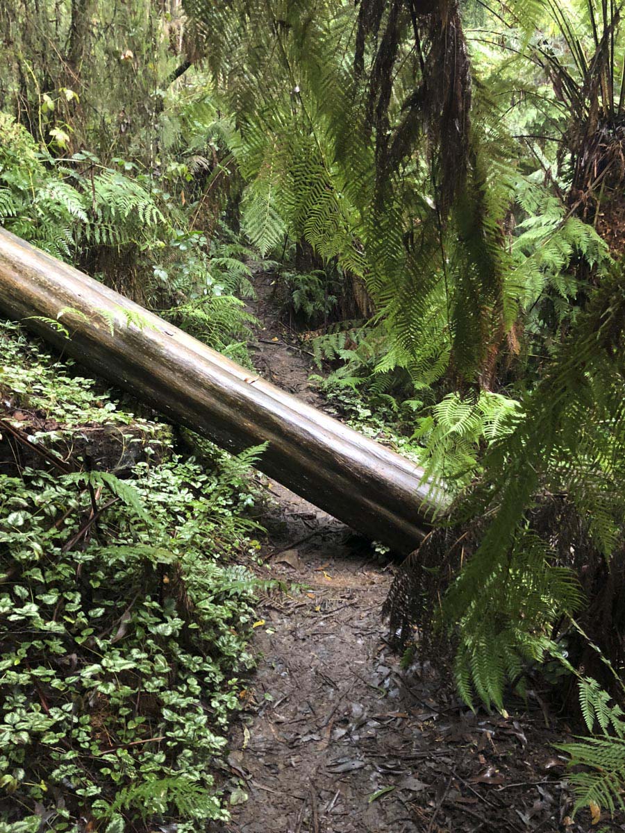 Dandenong ranges circuit hike 30