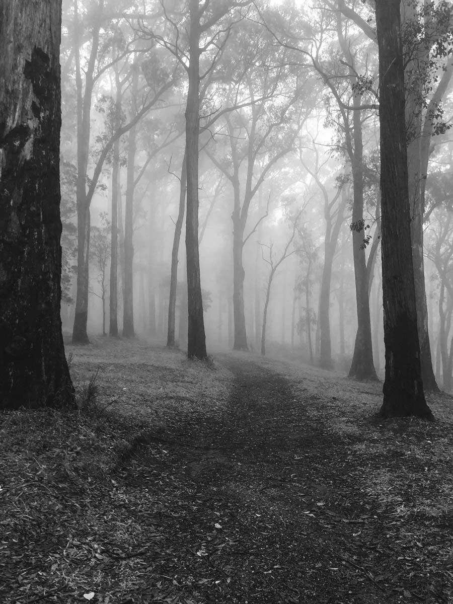 Dandenong ranges circuit hike 36
