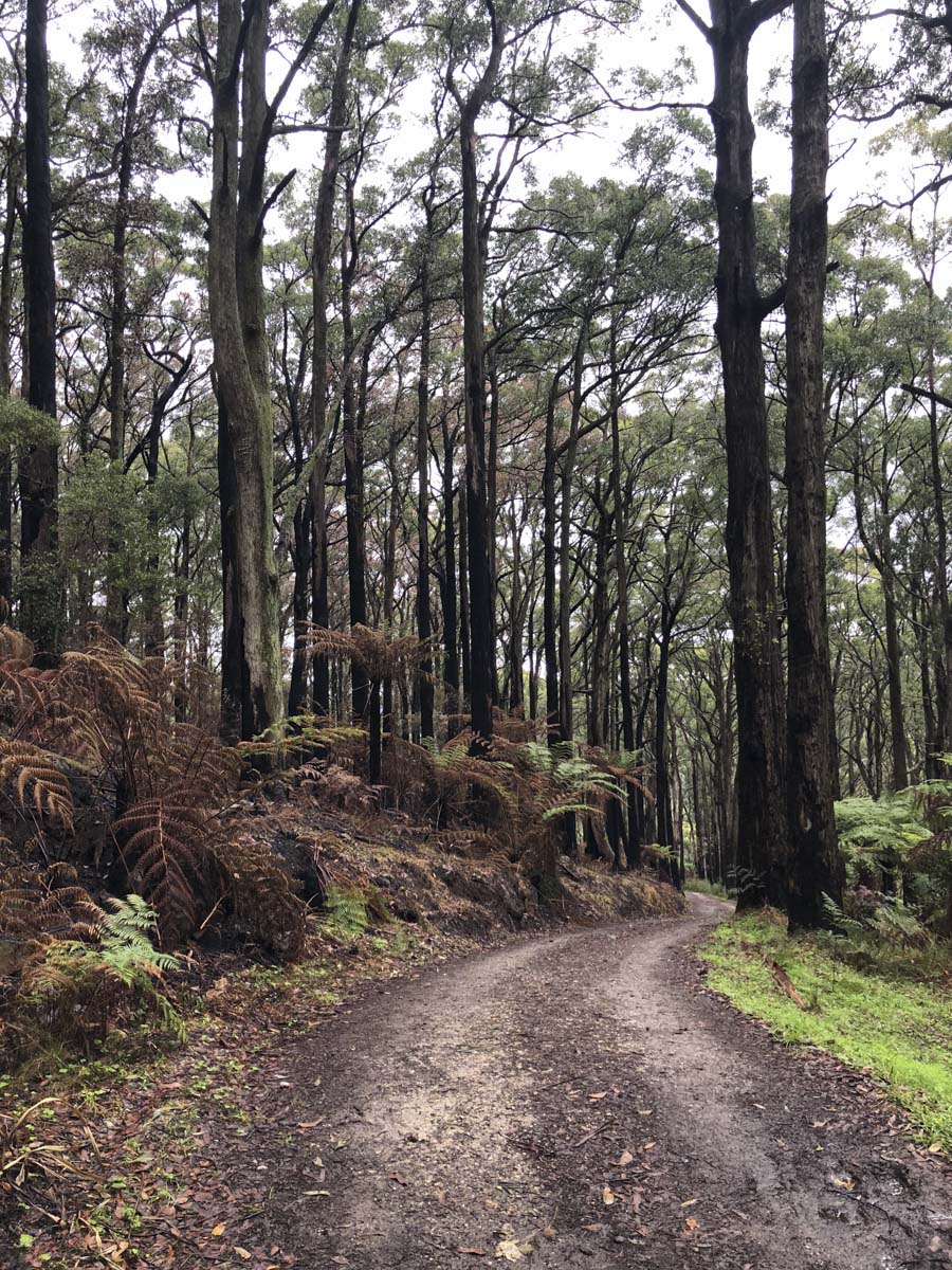 Dandenong ranges circuit hike 38