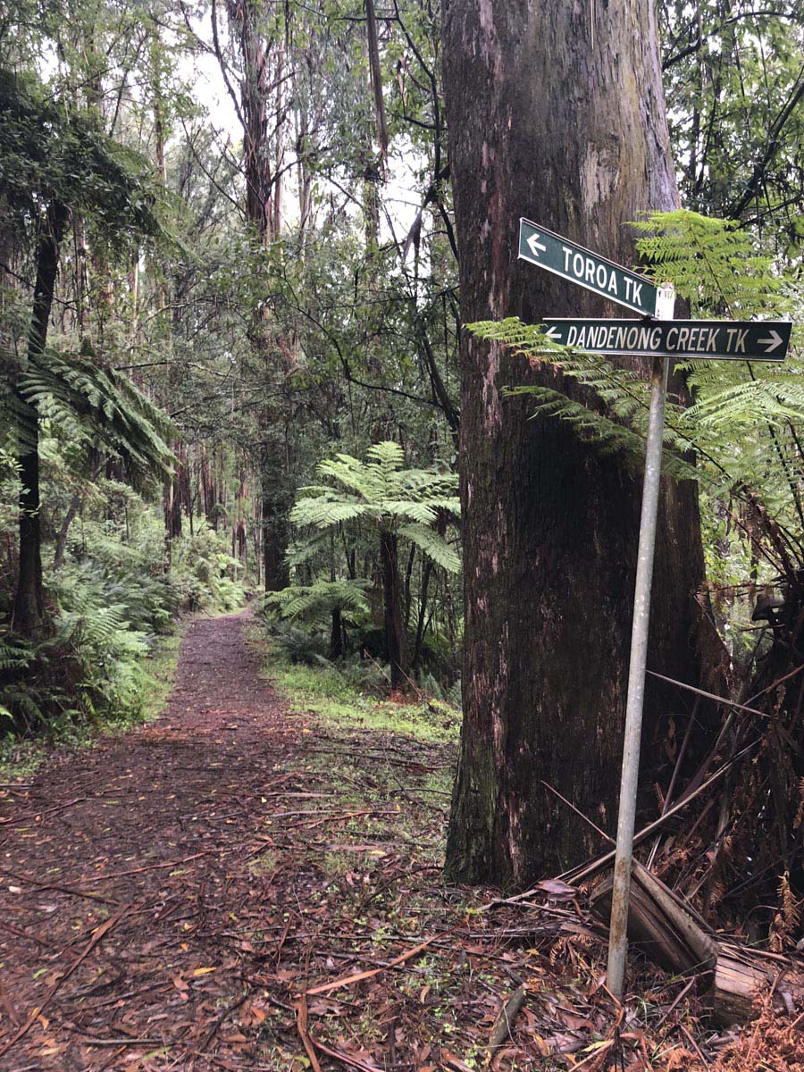 Dandenong ranges circuit hike 39