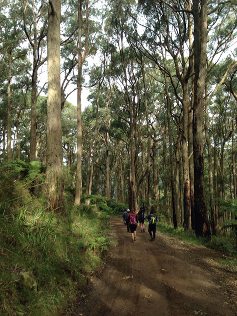 Dandenong ranges circuit hike 9