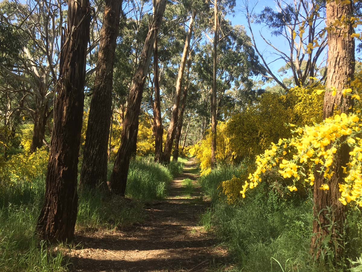 Daylesford lakes & falls hike 24