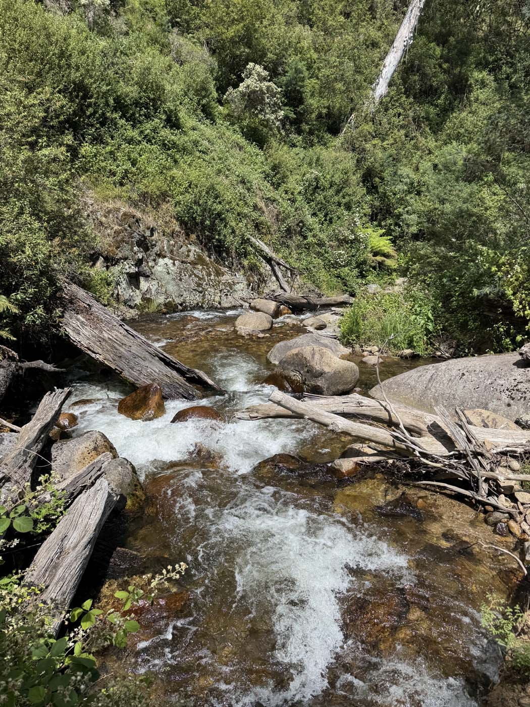 Delatite river trail victoria (12)