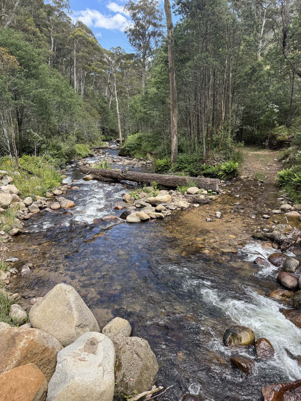 Delatite river trail victoria (15)