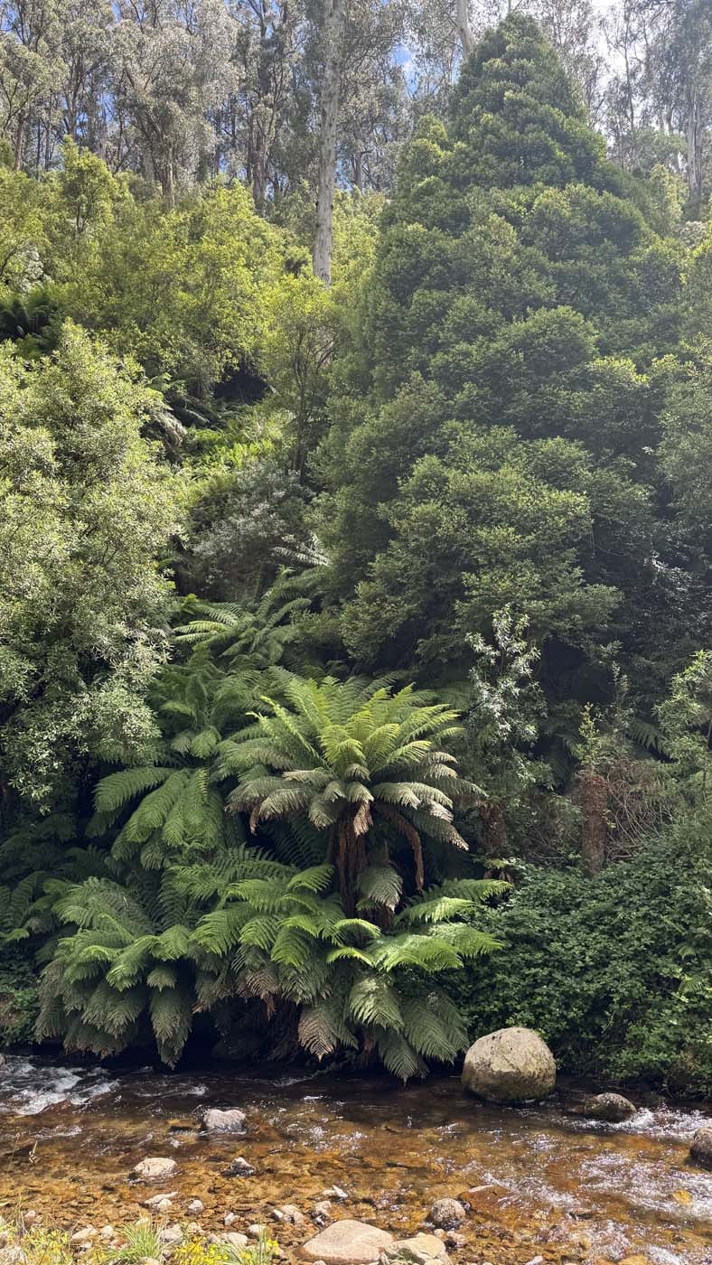 Delatite river trail victoria (2)