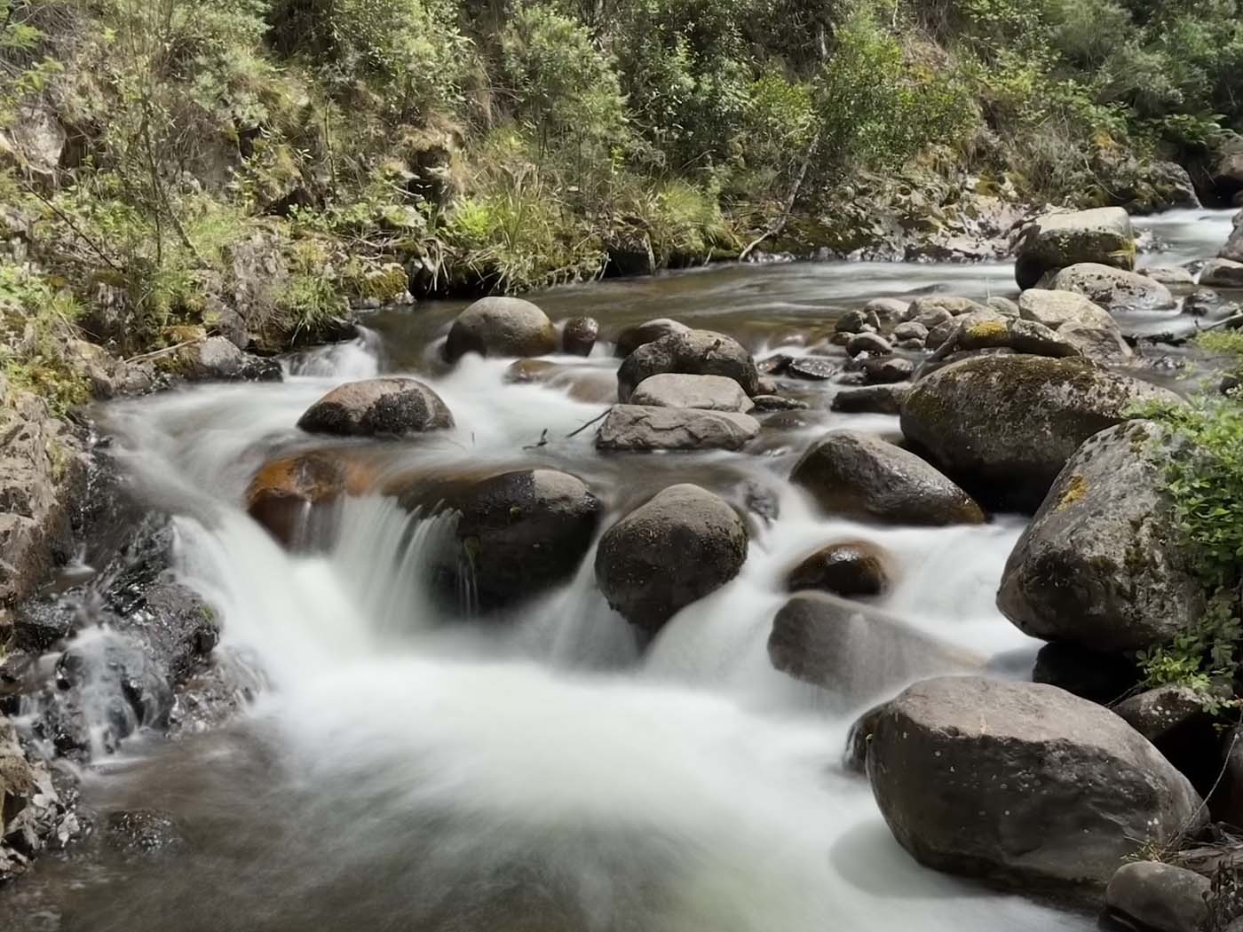 Delatite river trail victoria (3)