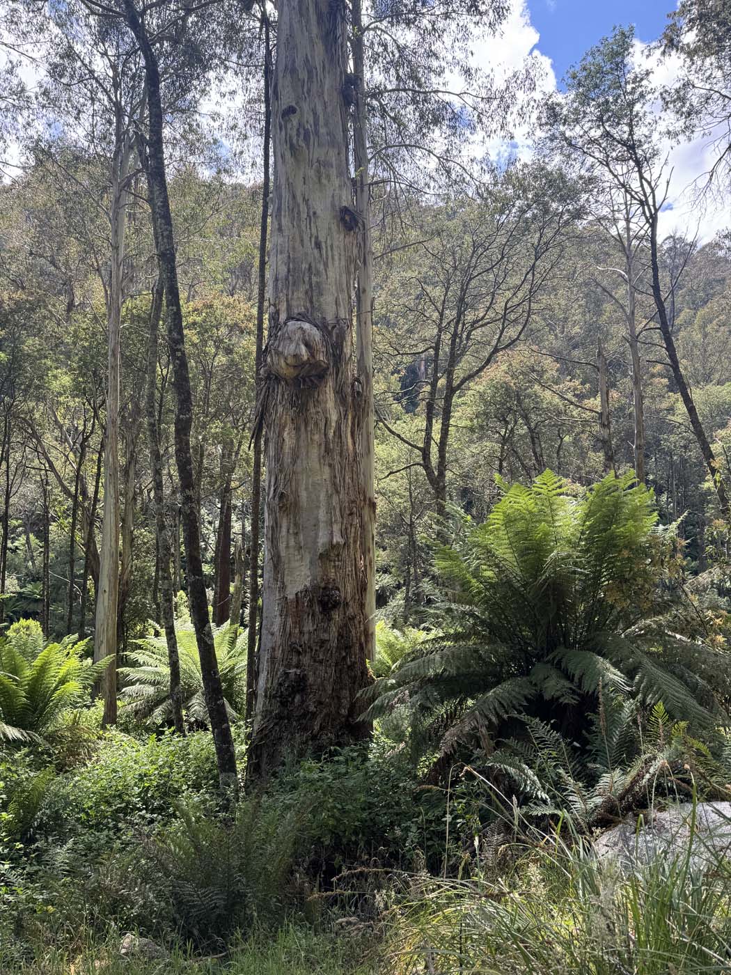 Delatite river trail victoria (3) 1