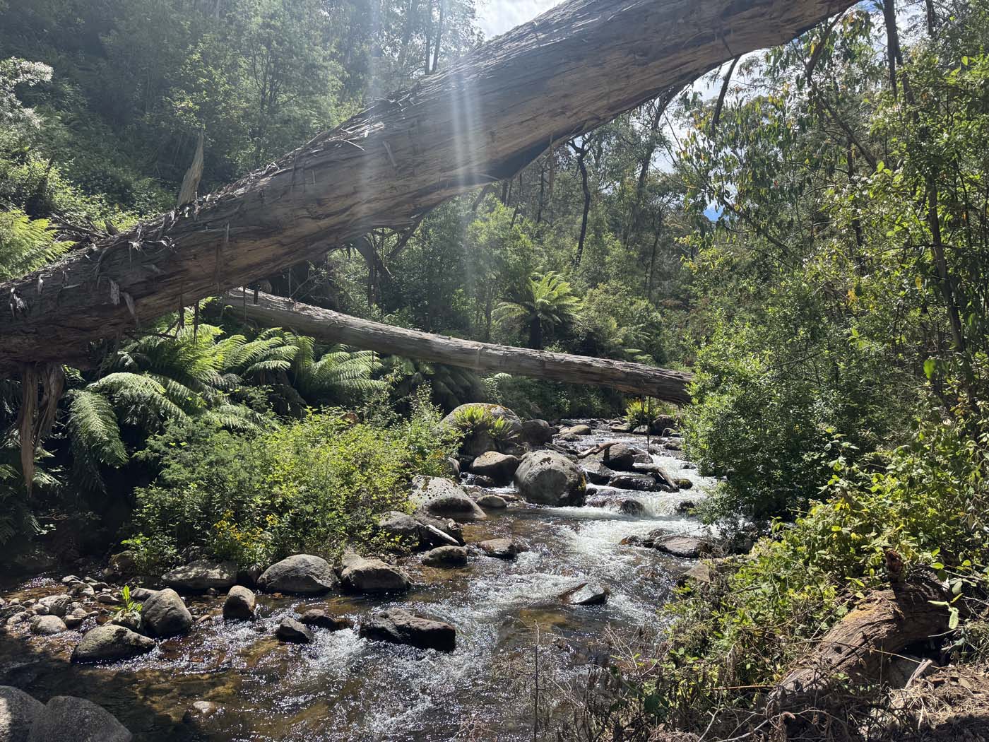 Delatite river trail victoria (5)