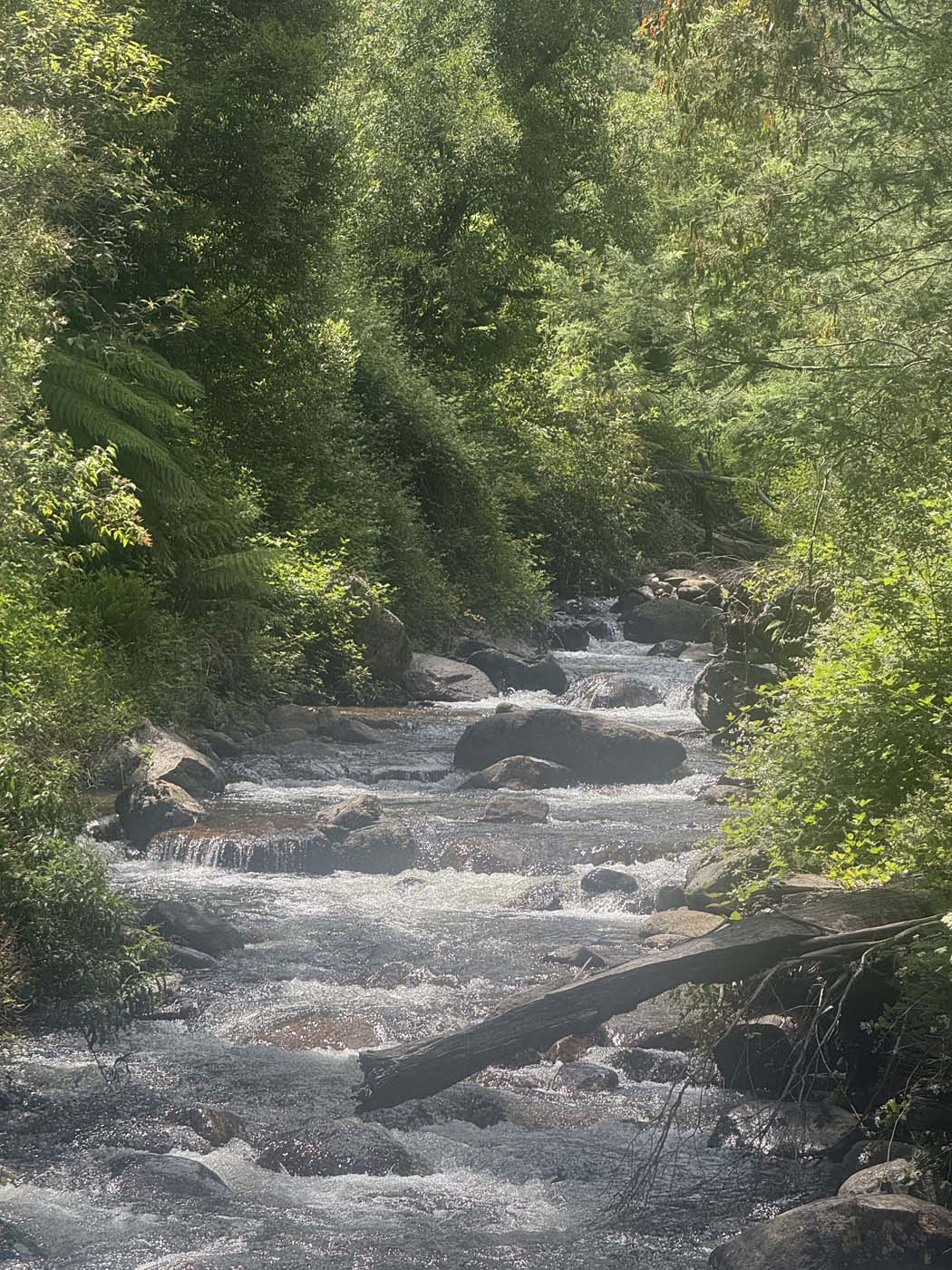 Delatite river trail victoria (8)