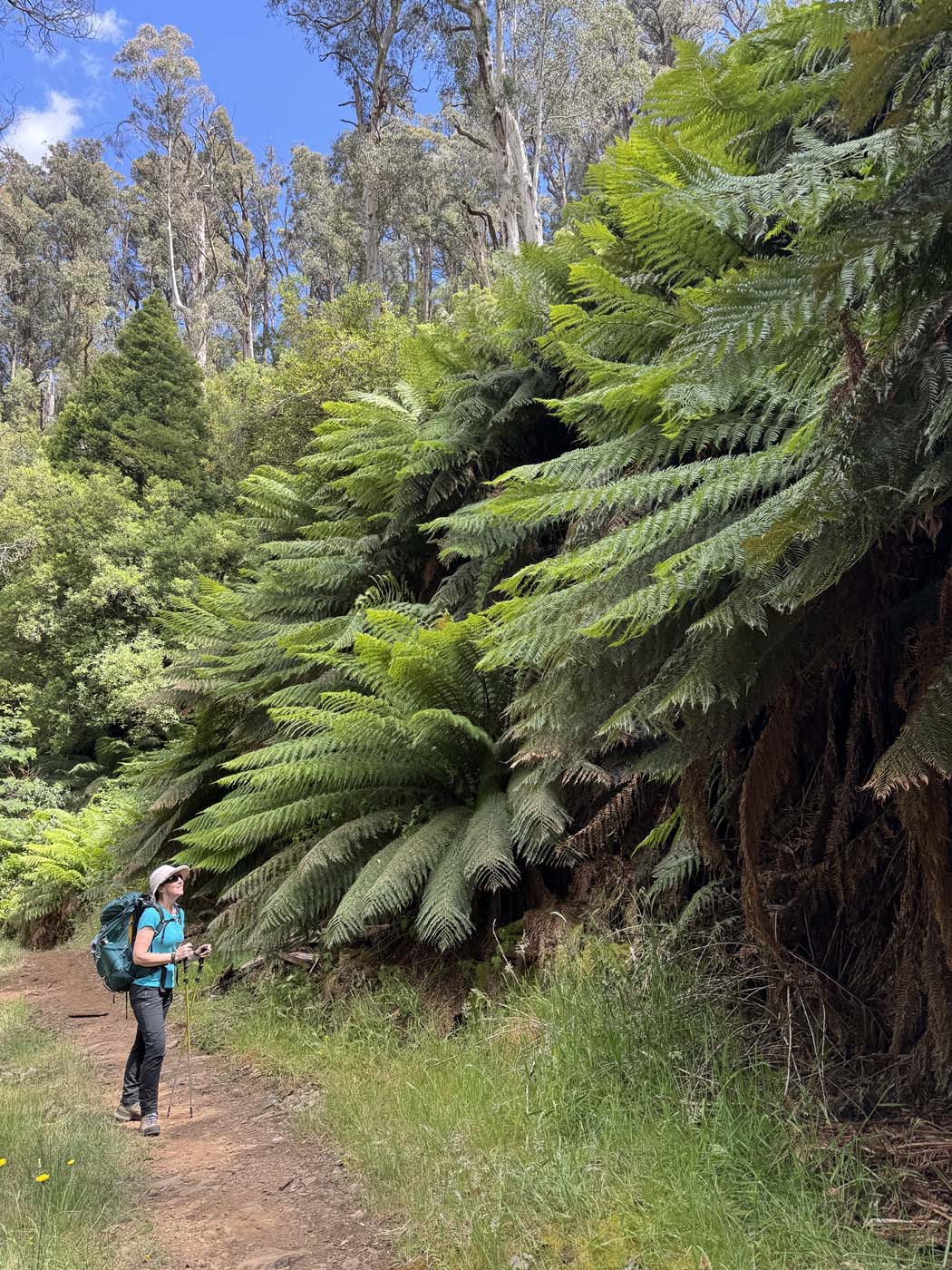 Delatite river trail victoria (9)