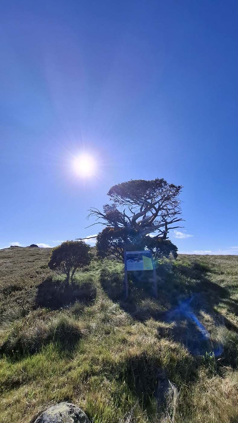 Delatite river trail (11)