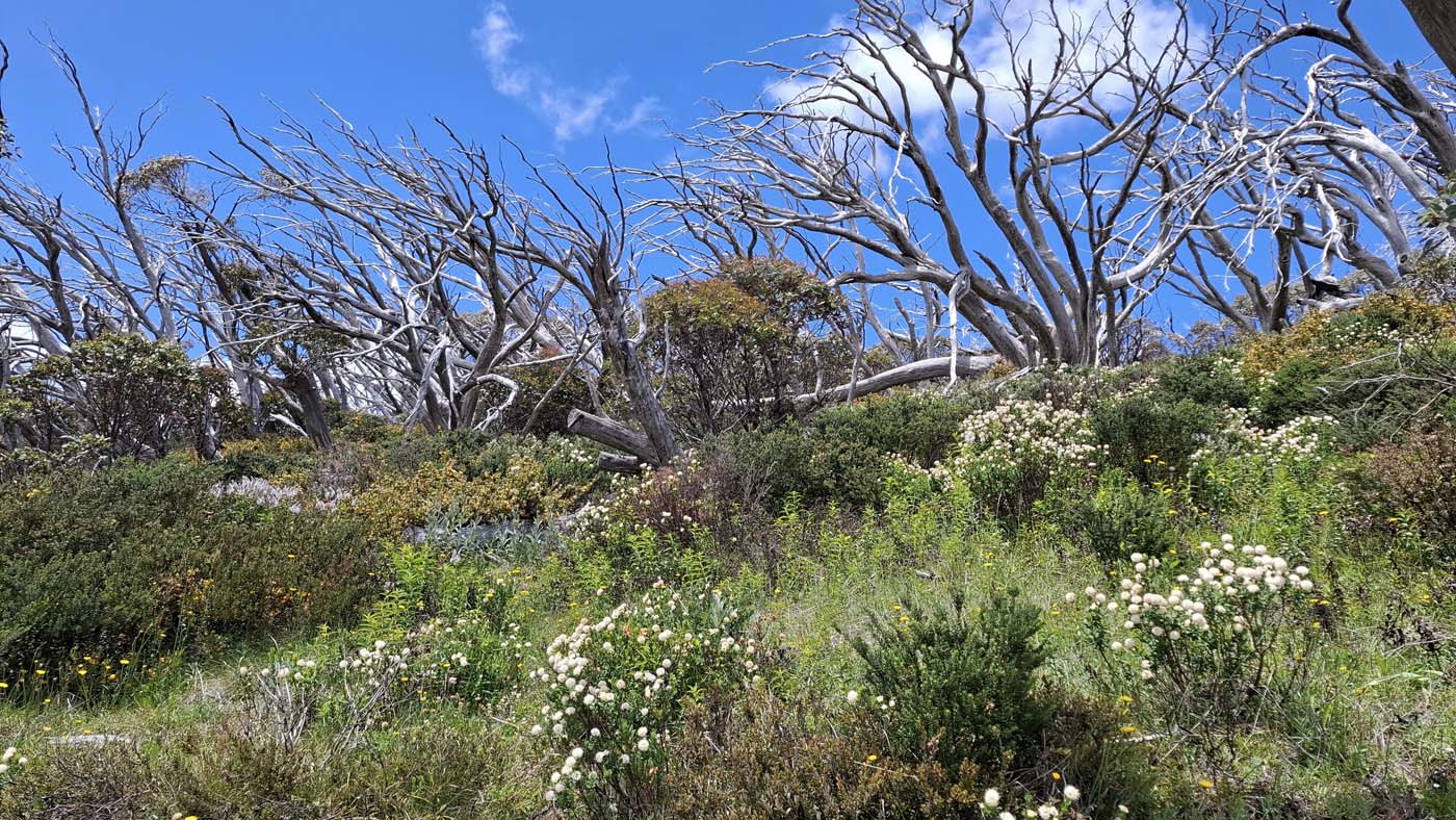 Delatite river trail (15)