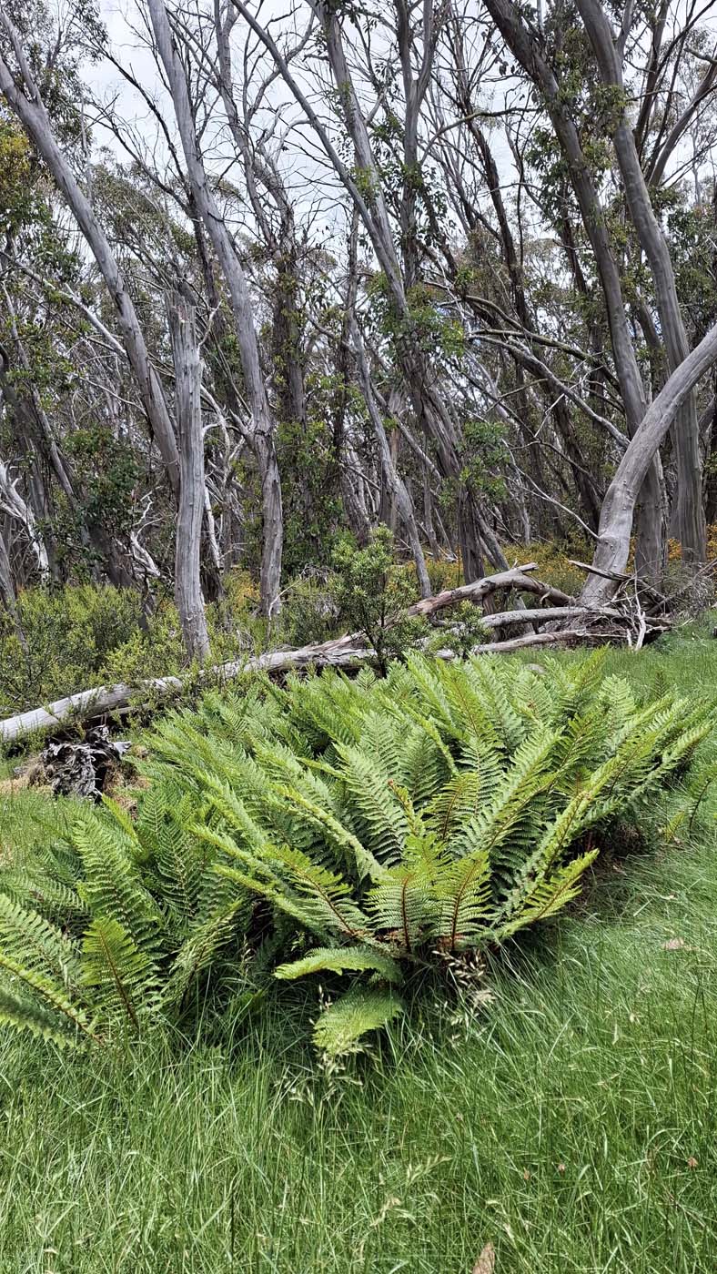 Delatite river trail (19)