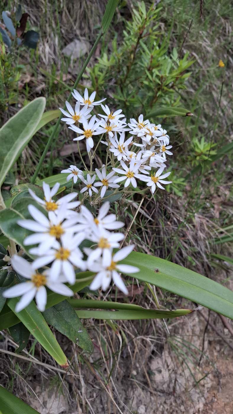Delatite river trail (2)