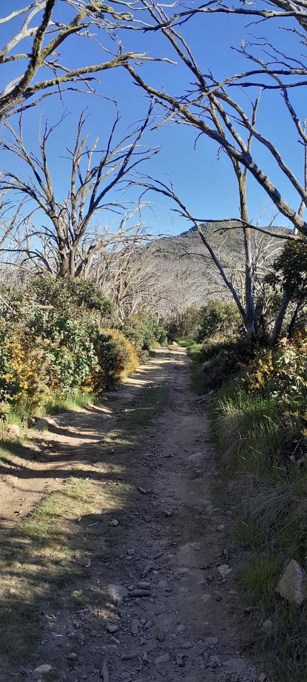 Delatite river trail (24)