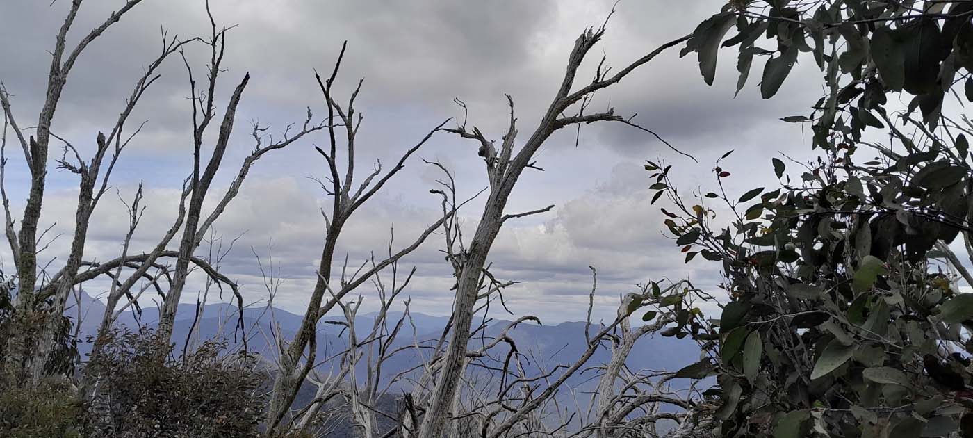 Delatite river trail (25)