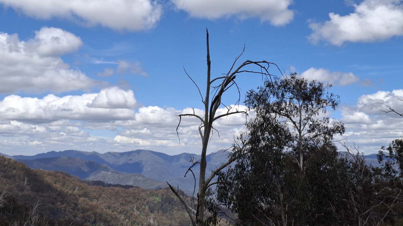 Delatite river trail (3)