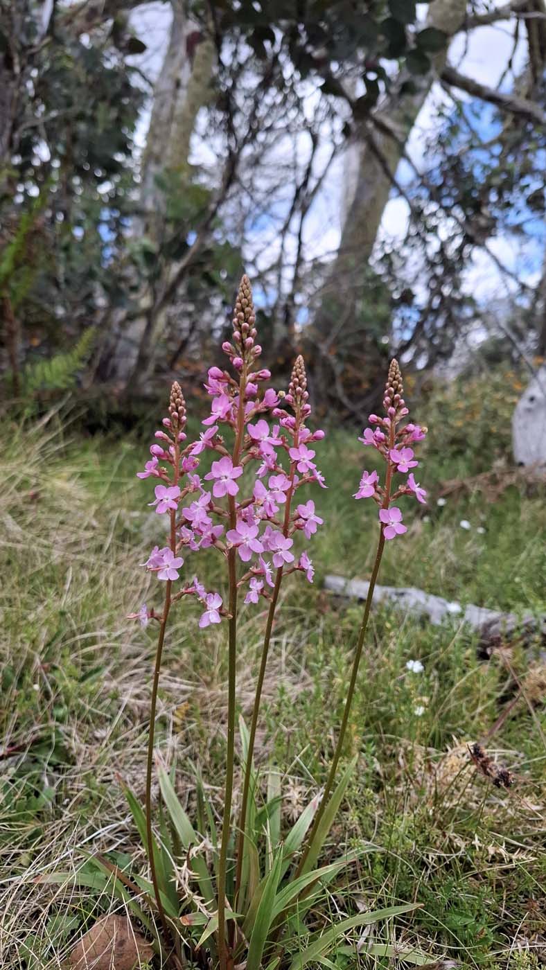Delatite river trail (4)