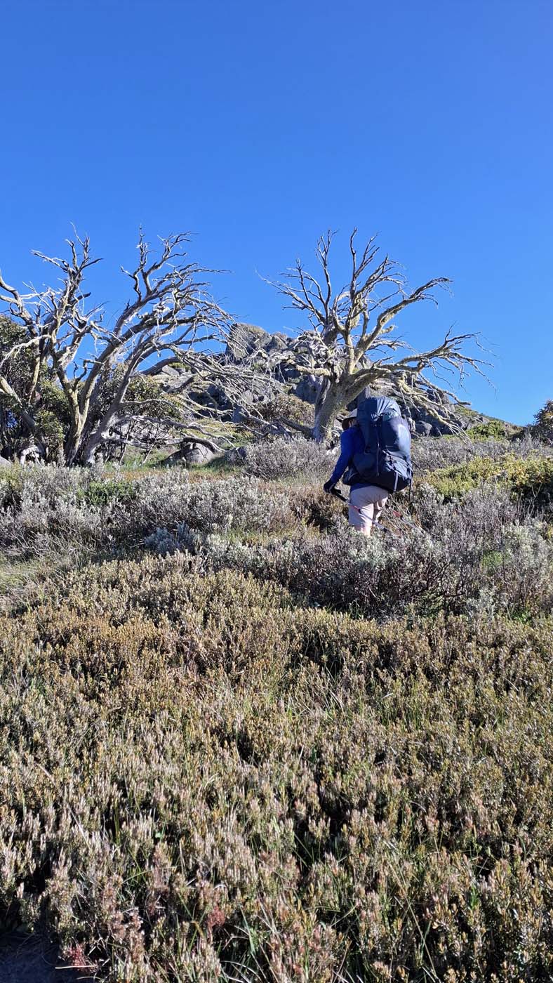 Delatite river trail (7)