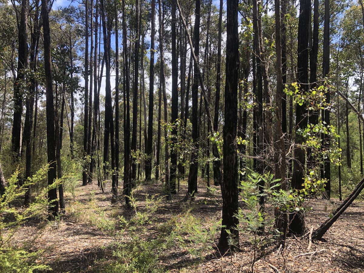 Discovery trail & clayhill track circuit hike 1