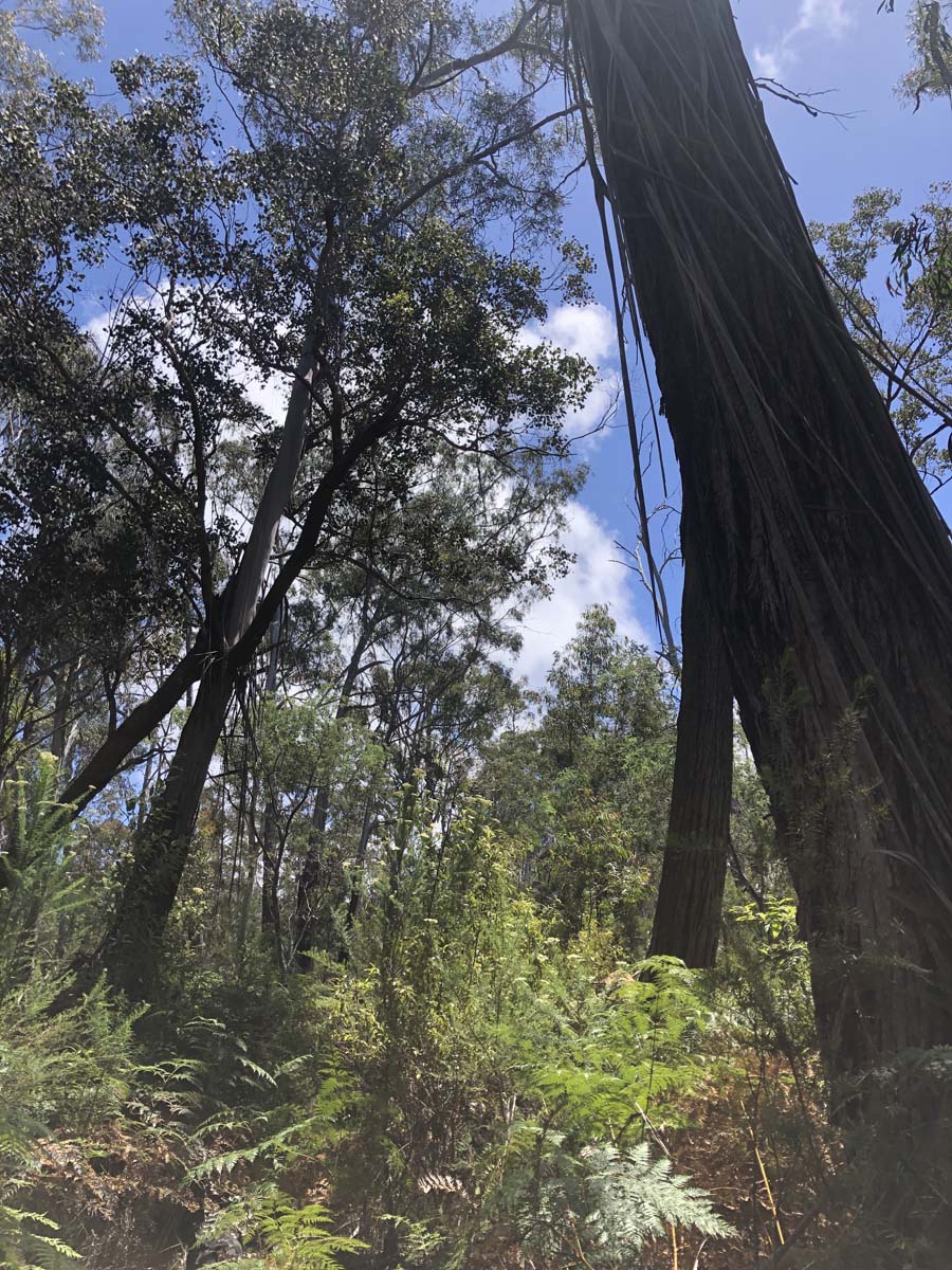 Discovery trail & clayhill track circuit hike 3