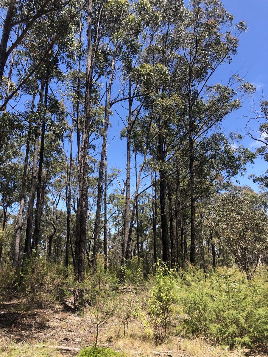 Discovery trail & clayhill track circuit hike 5