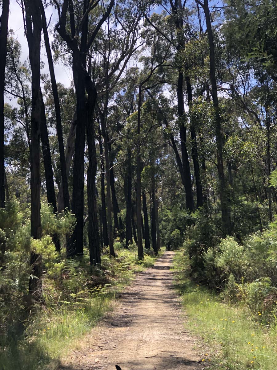 Discovery trail & clayhill track circuit hike 6