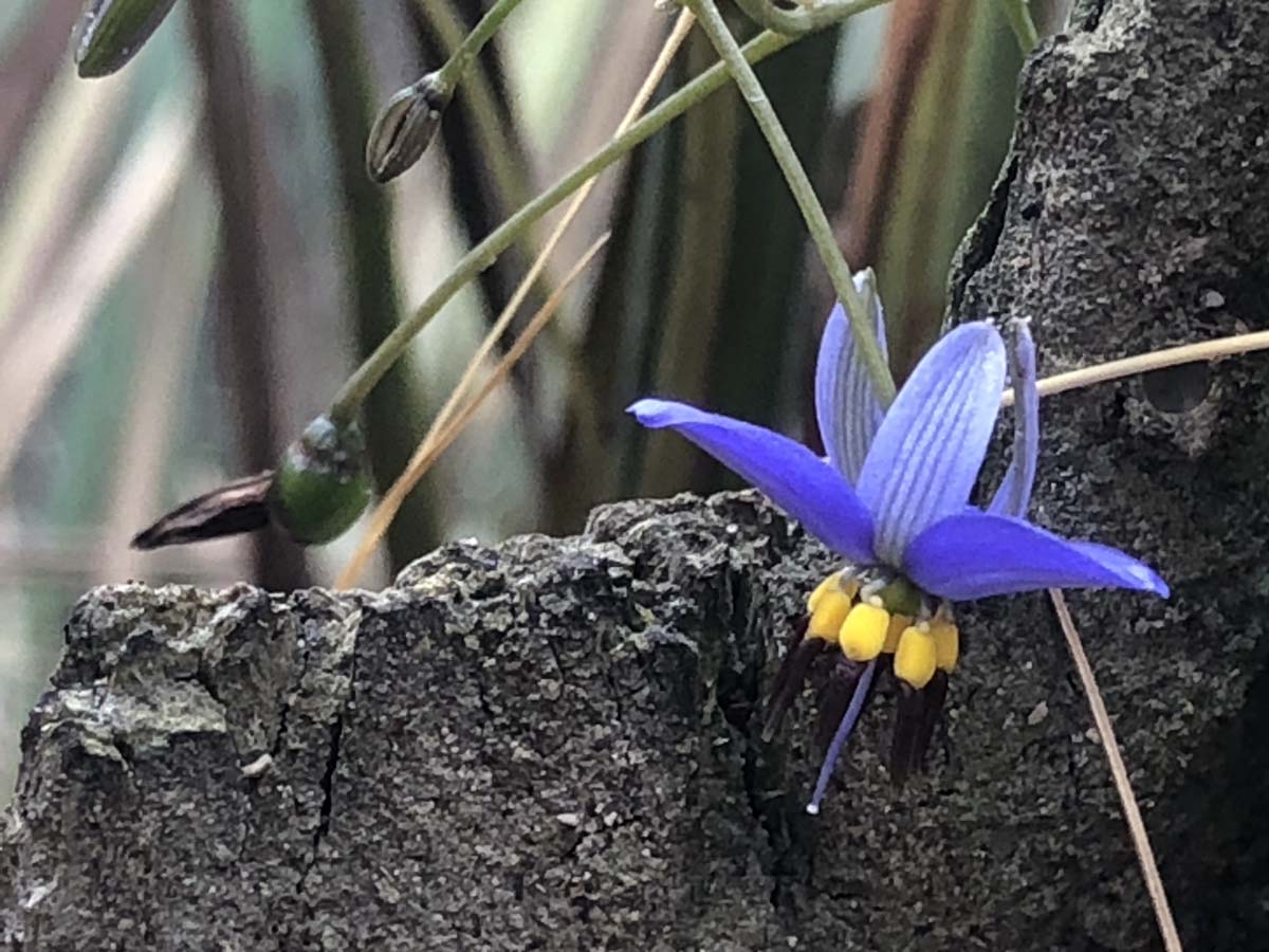 Djerriwarrh creek circuit hike 10
