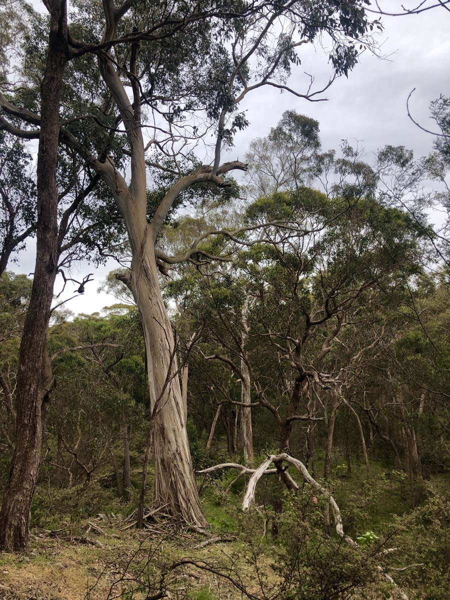Djerriwarrh creek circuit hike 11