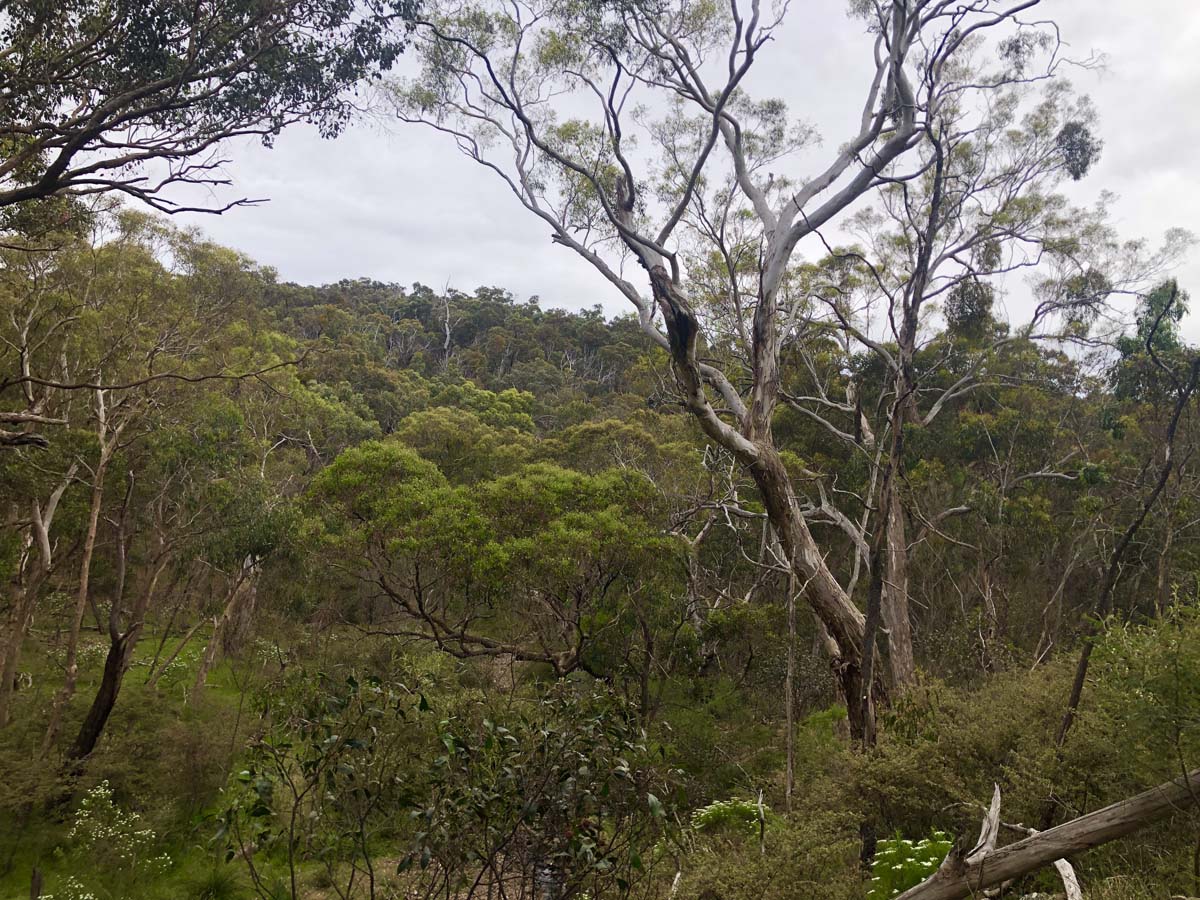 Djerriwarrh creek circuit hike 13