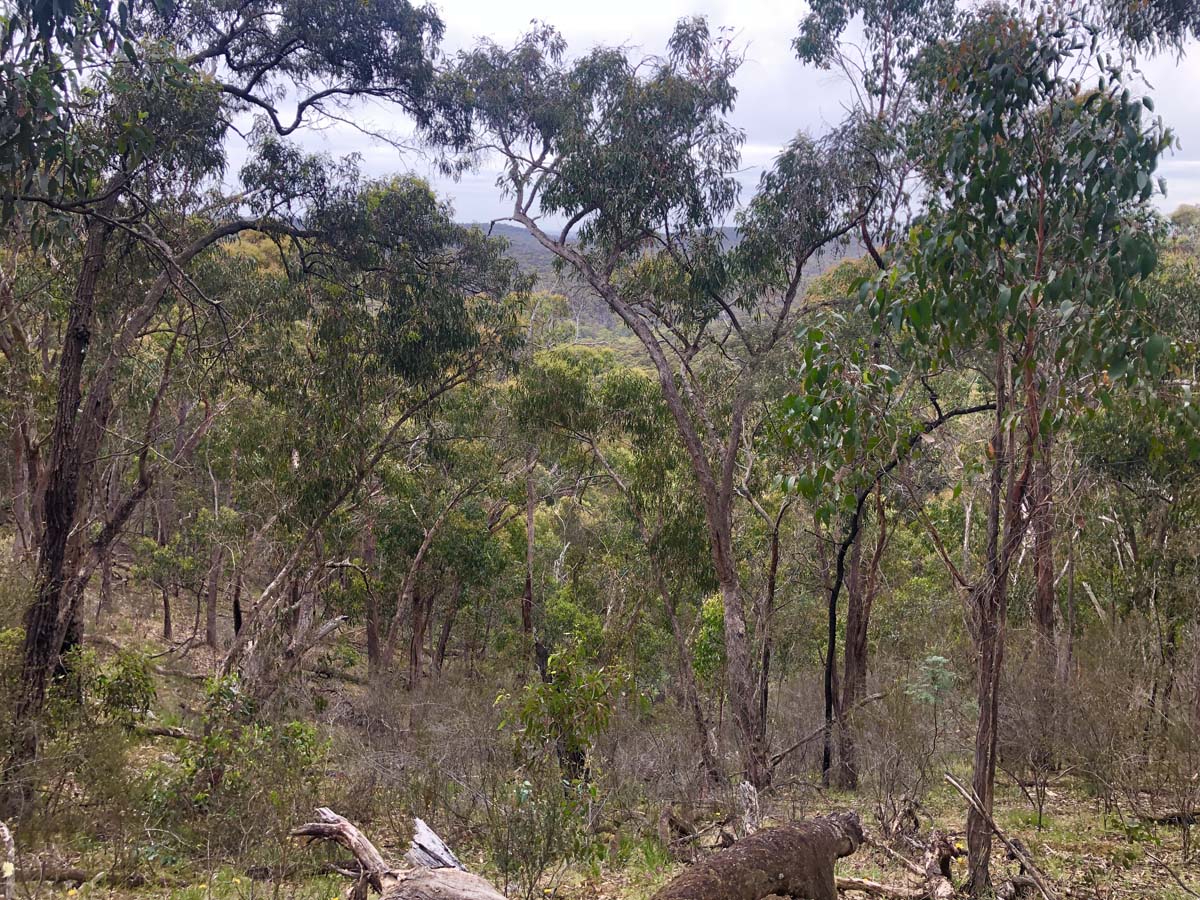 Djerriwarrh creek circuit hike 19