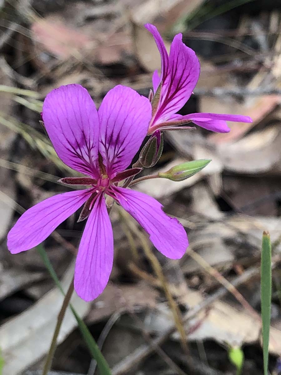 Djerriwarrh creek circuit hike 20