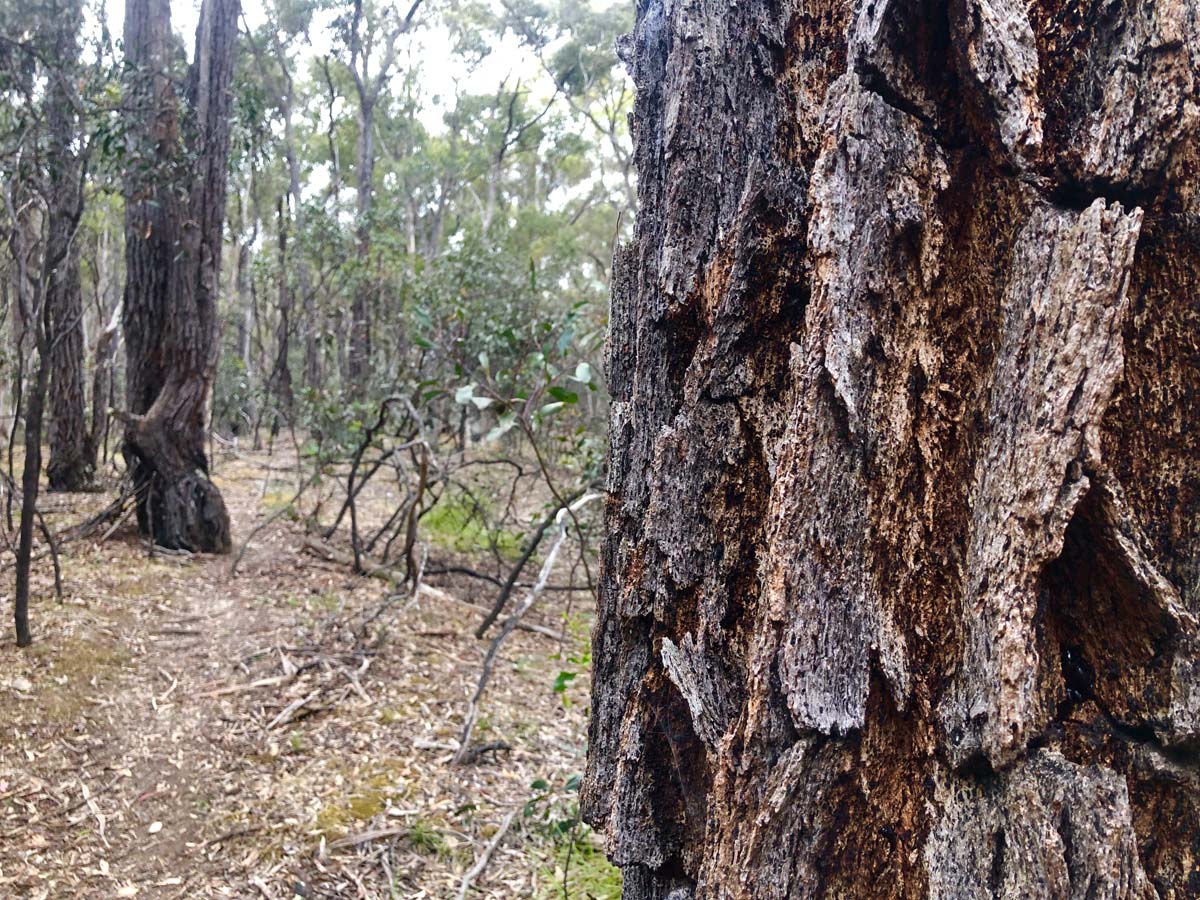 Djerriwarrh creek circuit hike 25