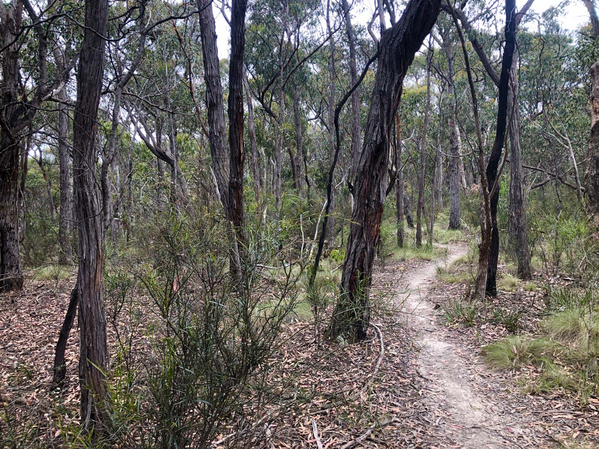 Djerriwarrh creek circuit hike 5
