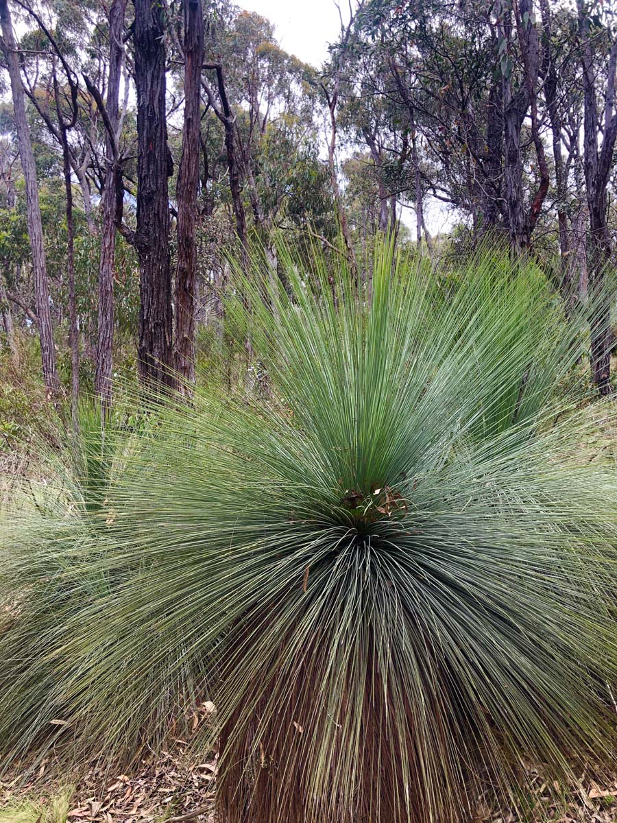 Djerriwarrh creek circuit hike 6