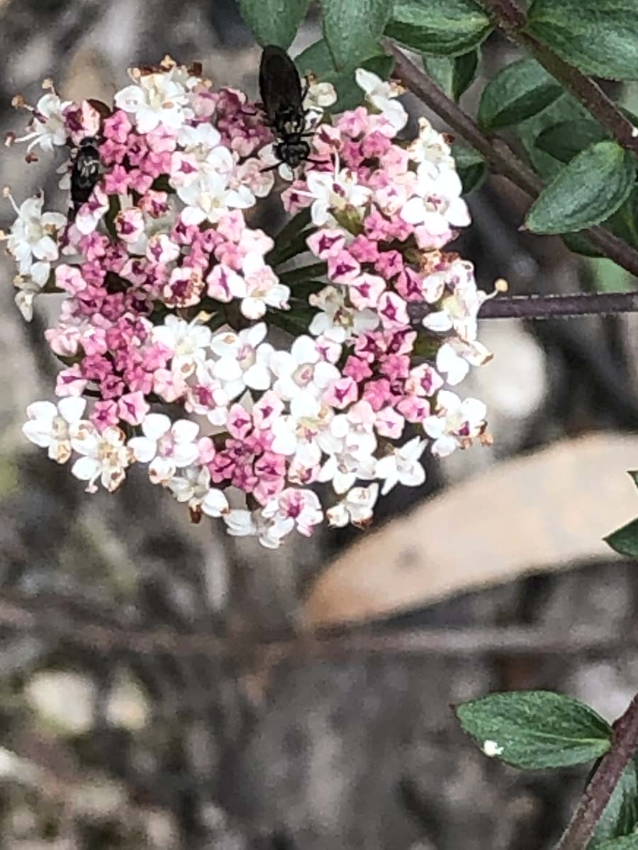 Djerriwarrh creek circuit hike 7