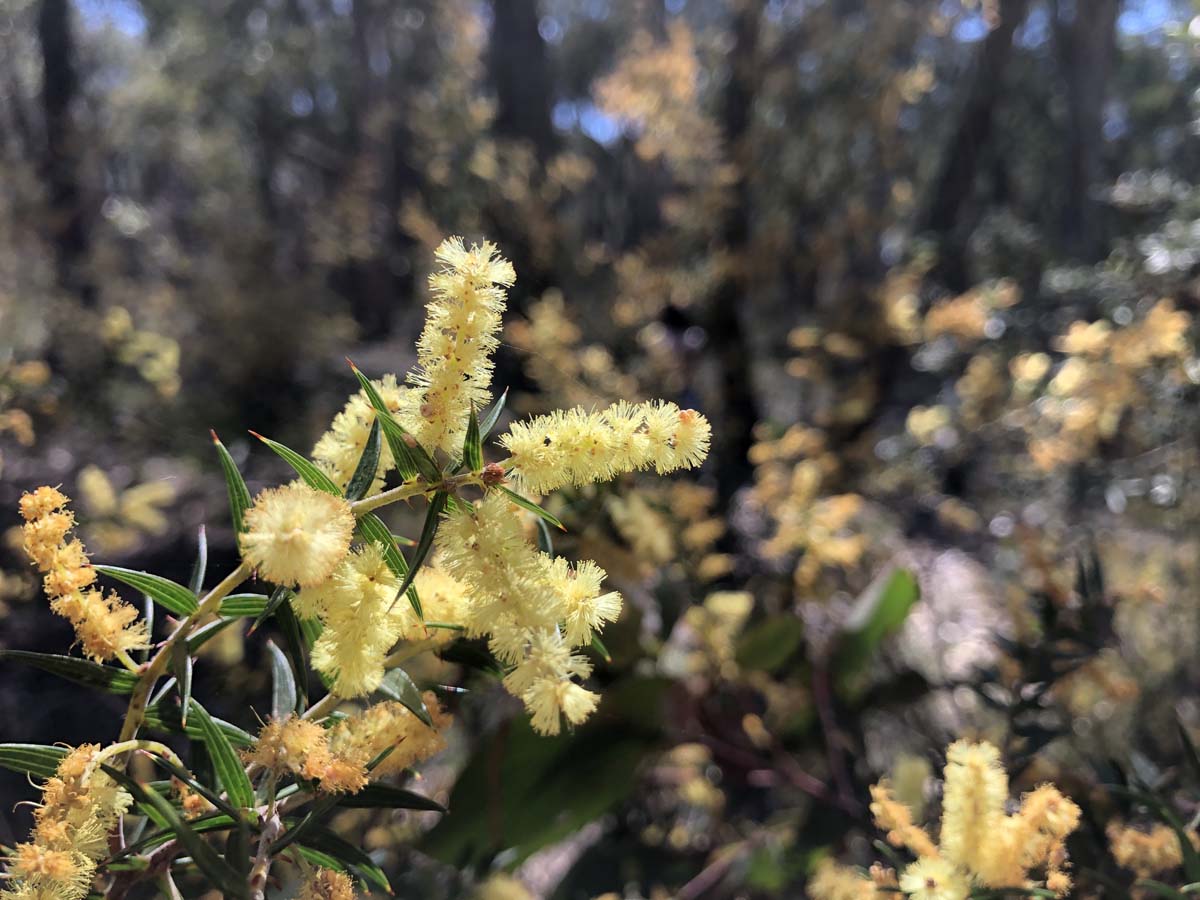 East walk & spanish onion circuit hike 12