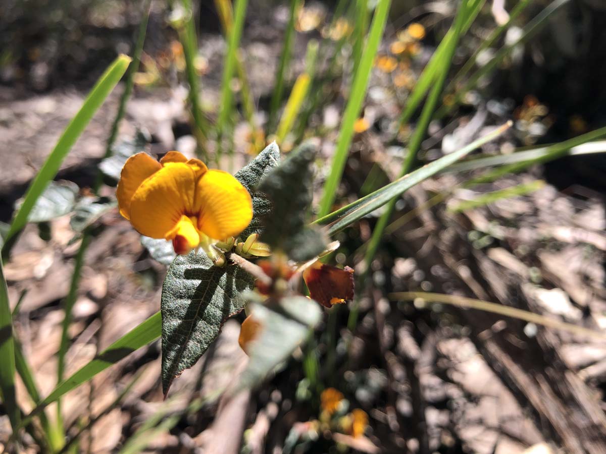 East walk & spanish onion circuit hike 14