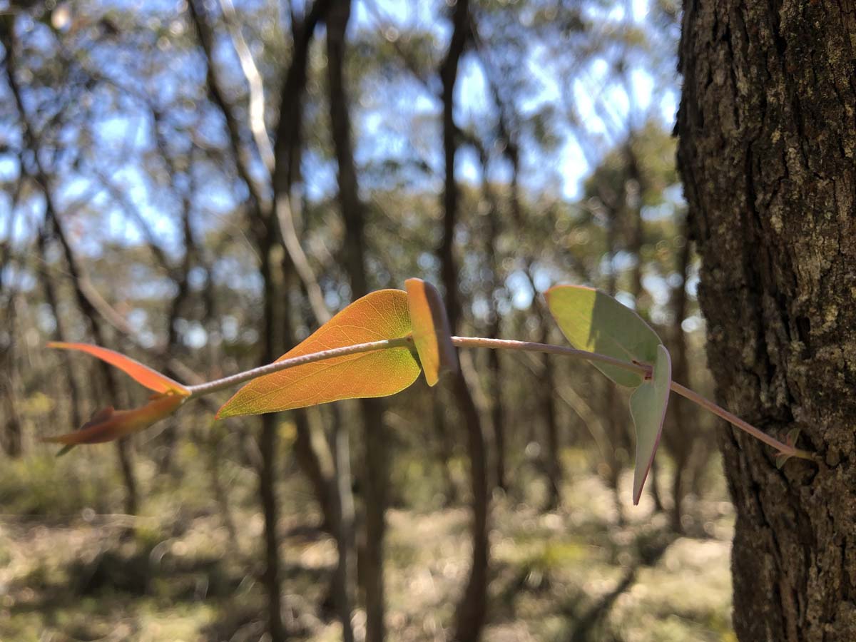 East walk & spanish onion circuit hike 18