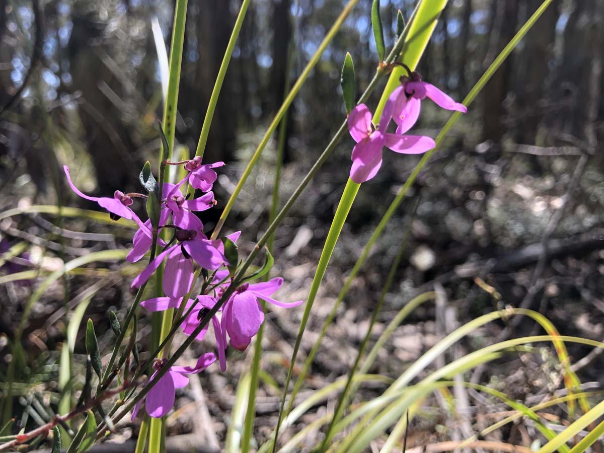 East walk & spanish onion circuit hike 19