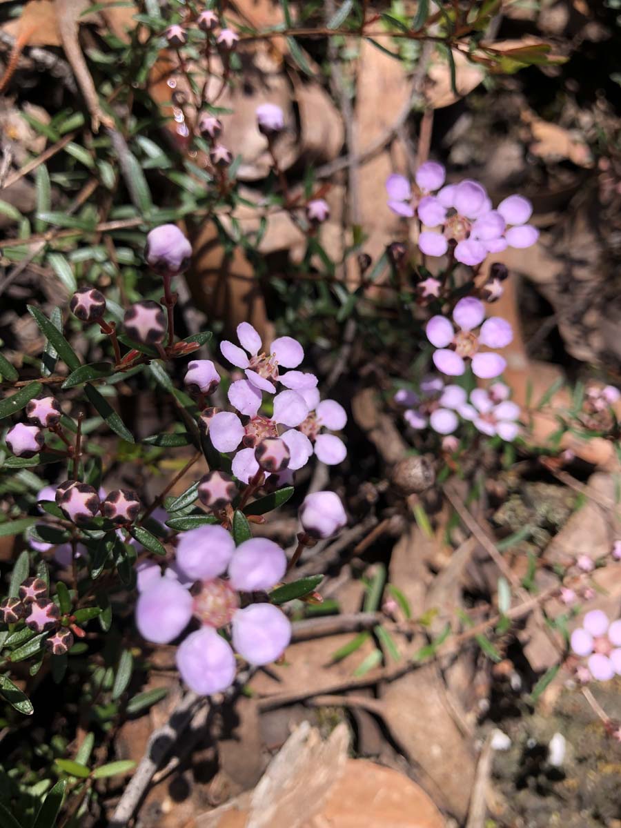 East walk & spanish onion circuit hike 21