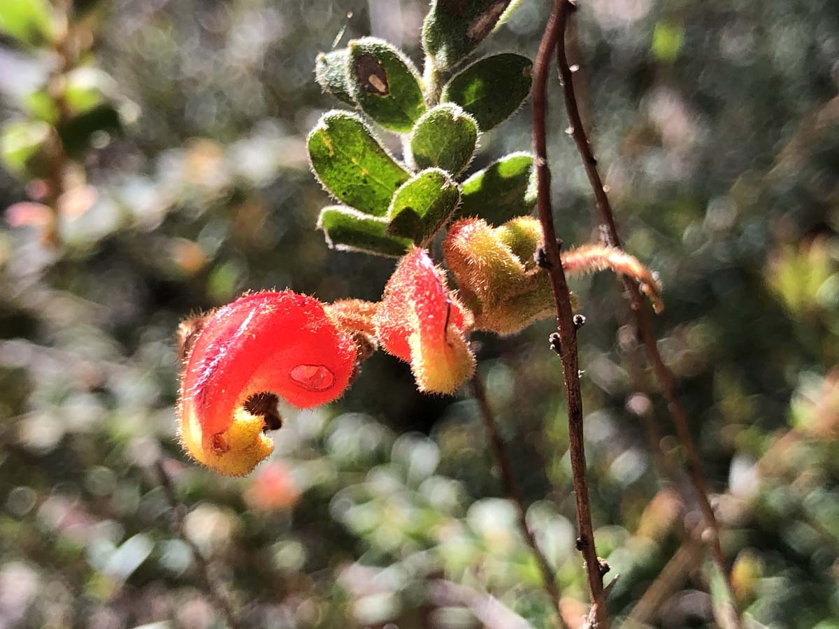 East walk & spanish onion circuit hike 24