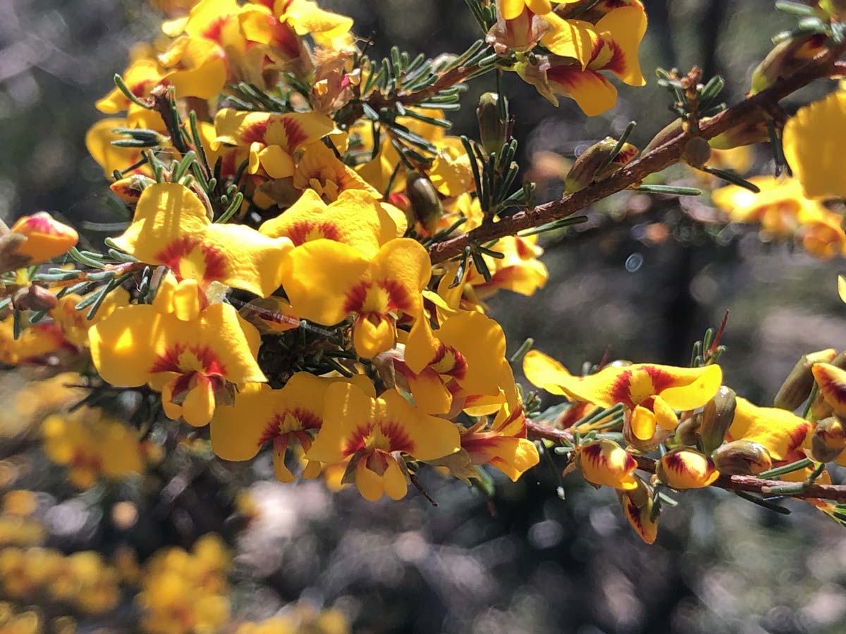 East walk & spanish onion circuit hike 26
