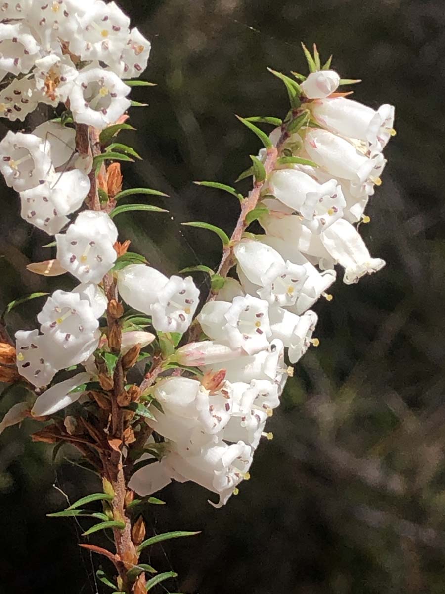 East walk & spanish onion circuit hike 27