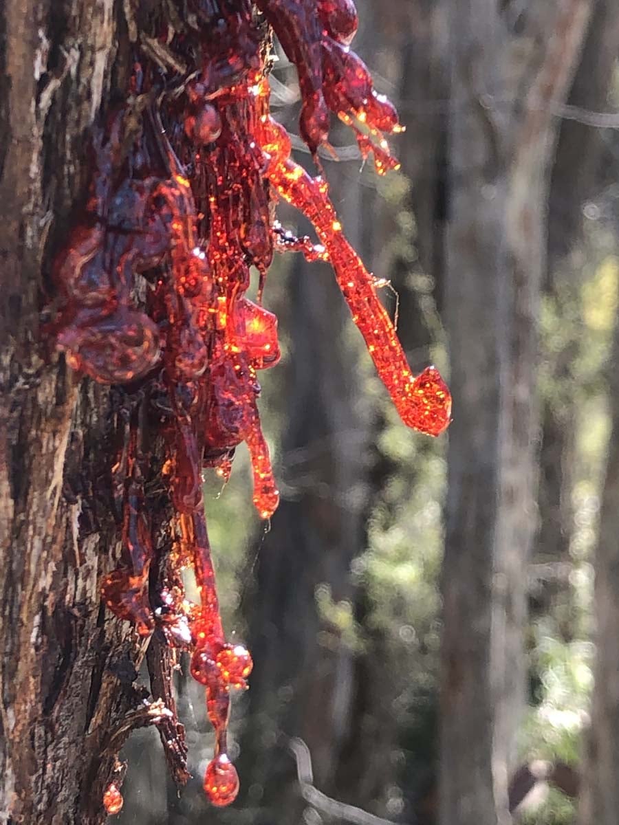 East walk & spanish onion circuit hike 28