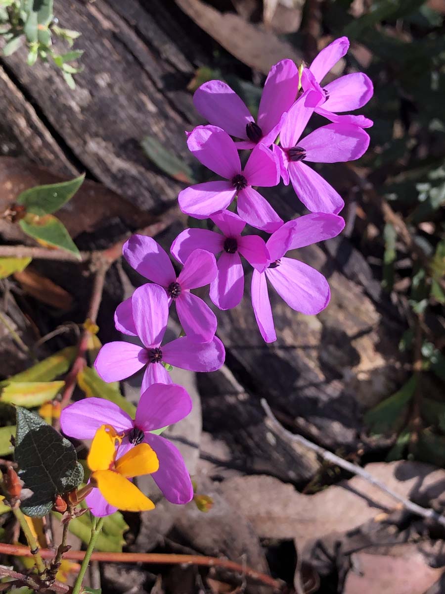 East walk & spanish onion circuit hike 29