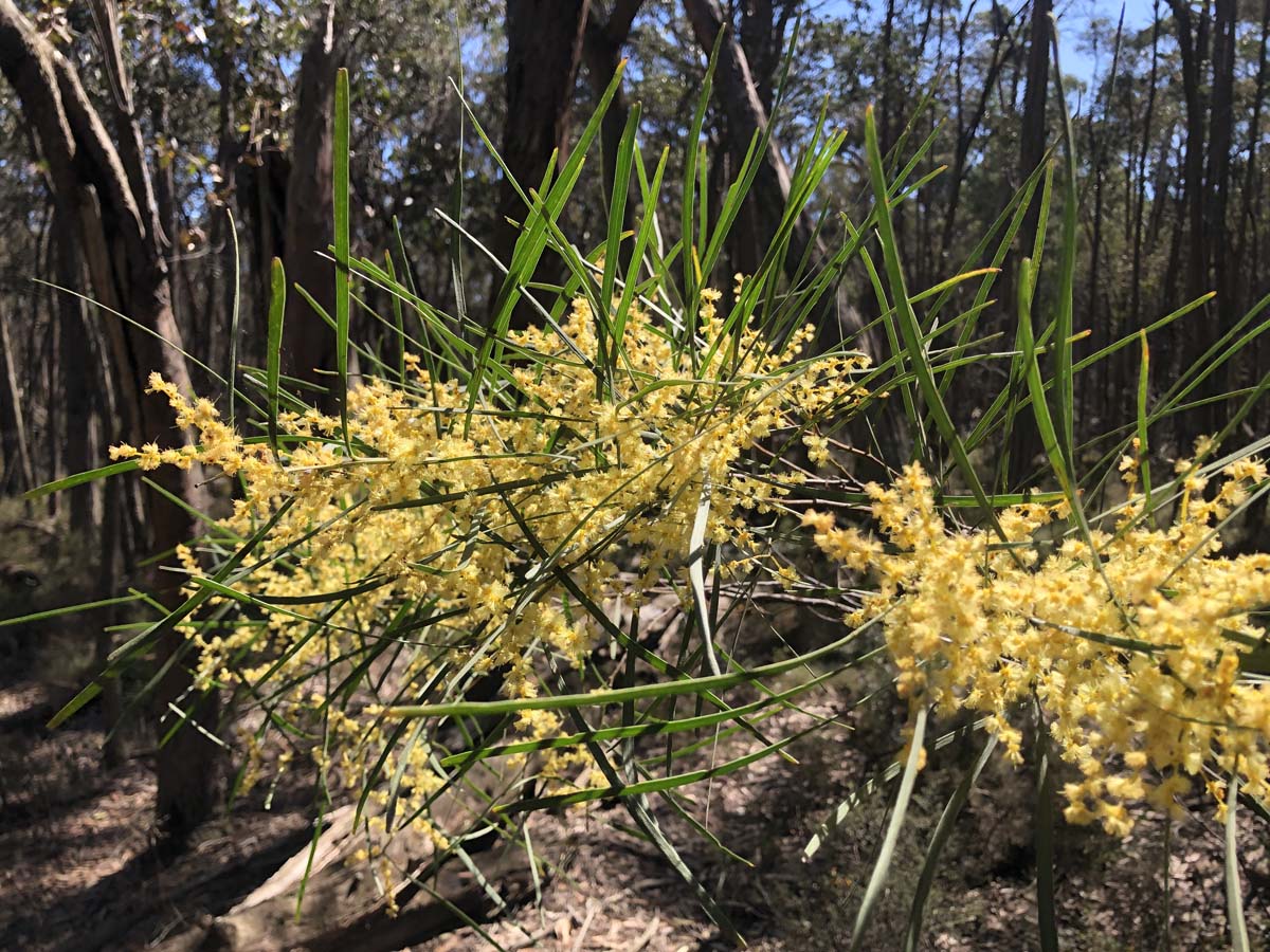 East walk & spanish onion circuit hike 30