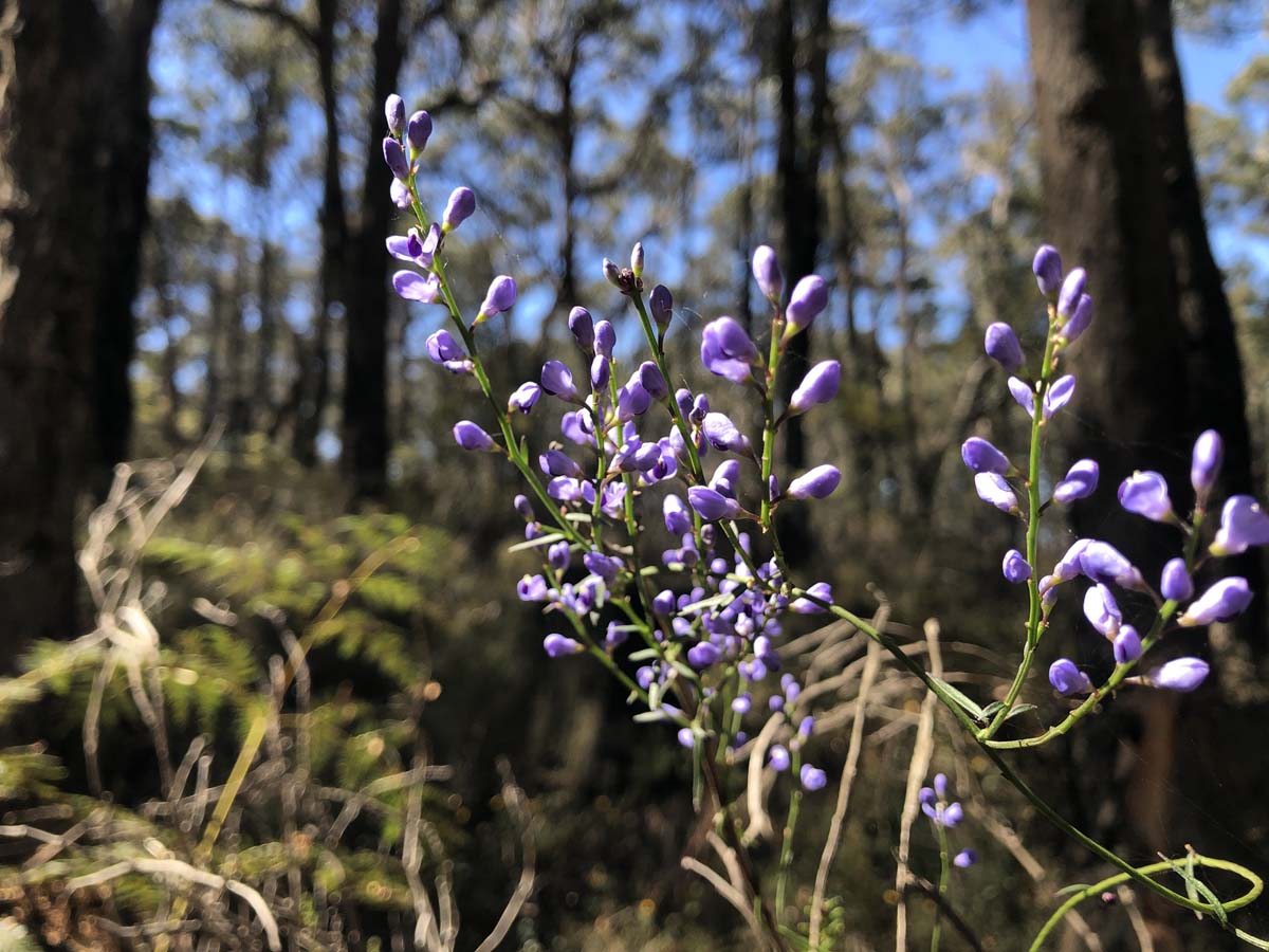 East walk & spanish onion circuit hike 31