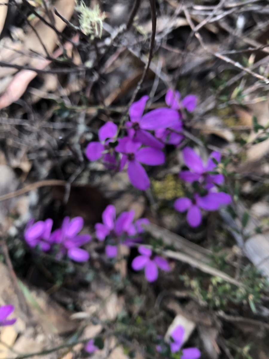 East walk & spanish onion circuit hike 9
