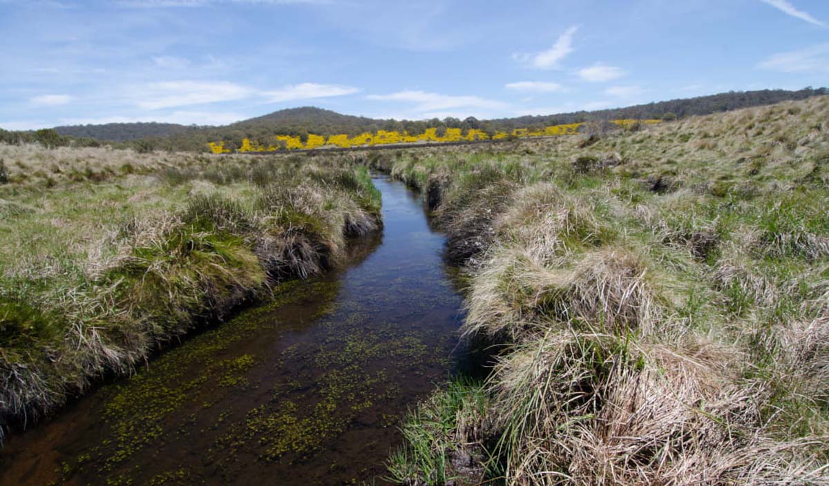Edwards swamp walking track 1